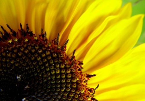 semillas de girasol