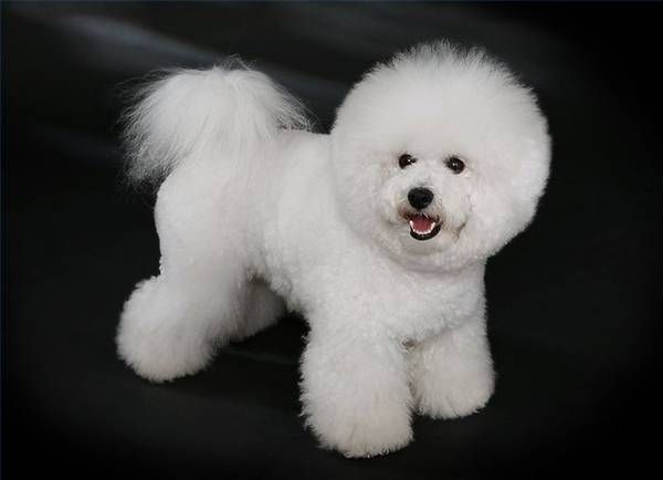 Bichón frisé