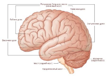 El cerebro  El hemisferio del cerebro