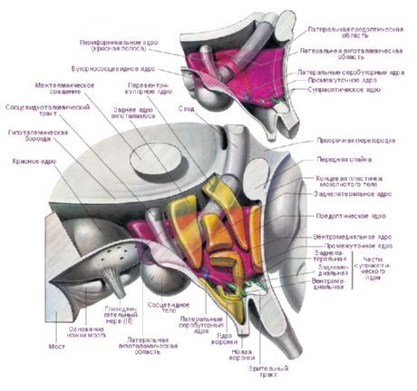 Área del hipotálamo del hemisferio izquierdo del cerebro.  Principales núcleos hipotalámicos