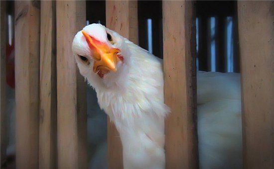 Médicos alemanes dan la alarma: encuentran microbios resistentes a los antibióticos en la carne de pollo