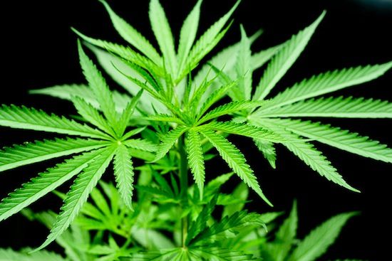 El cannabis no reduce el dolor, lo hace soportable
