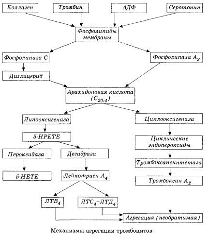 La etapa inicial de la hemocoagulación y el mecanismo de homeostasis de hemocoagulación local