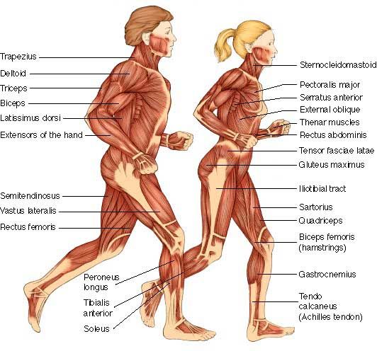 Medicamento antienvejecimiento muscular