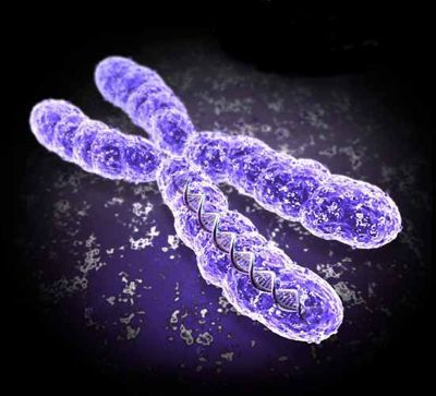 La causa de la migraña es una mutación del cromosoma X