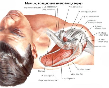 Músculos musculares y subagudos