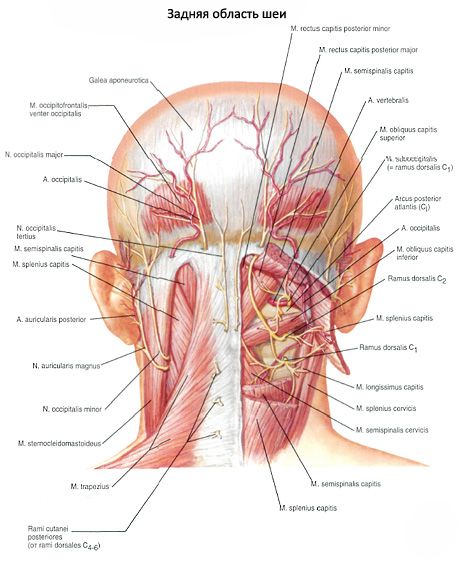 Músculos del cuello nasal