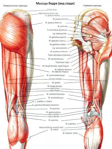 Músculos de la pelvis (músculos de la cintura pélvica)
