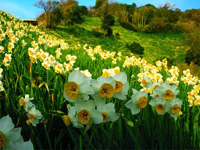 Vacaciones de primavera en Transcarpatia