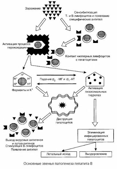 Esquema de la patogénesis de la hepatitis B