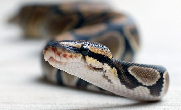 Cómo protegerse de una mordedura de serpiente