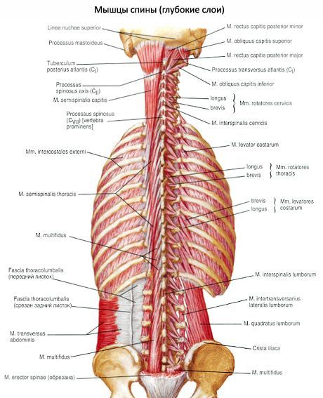 Músculos del cuello nasal