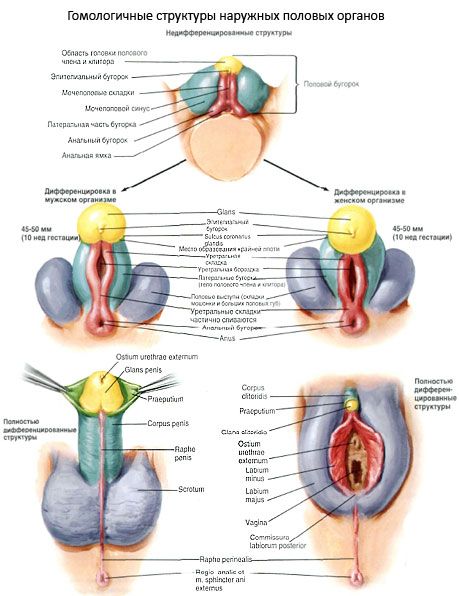 Estructuras homólogas de los órganos genitales externos