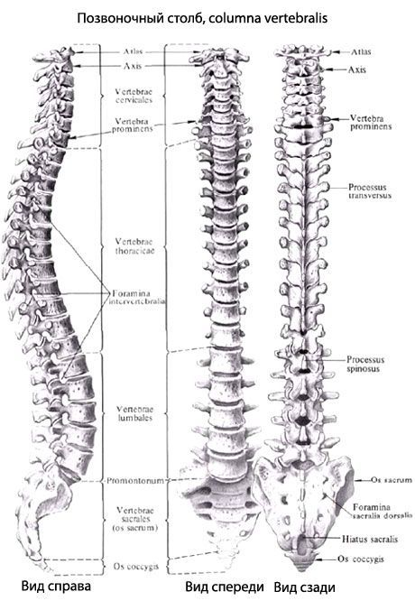 Columna vertebral (espina dorsal)
