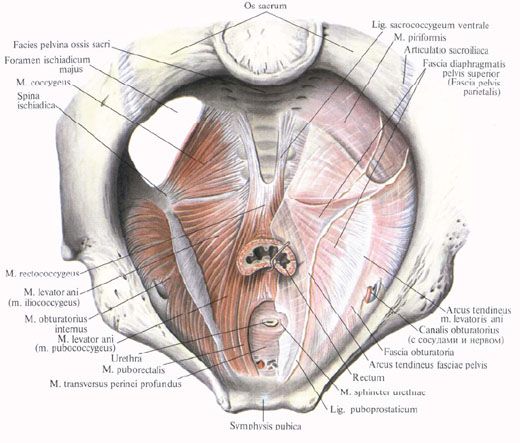 Diafragma de la pelvis