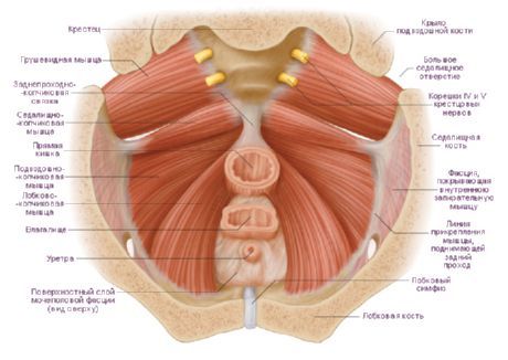 Músculos de la pelvis femenina