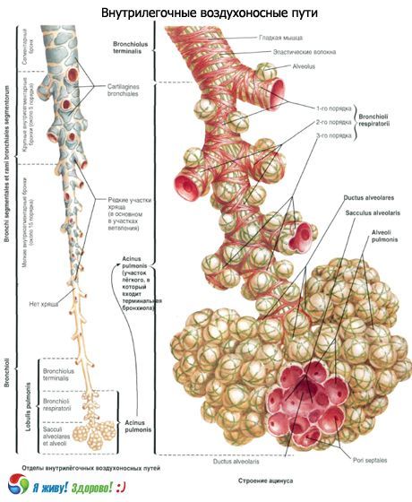 Bronquios. Sección respiratoria de los bronquios.