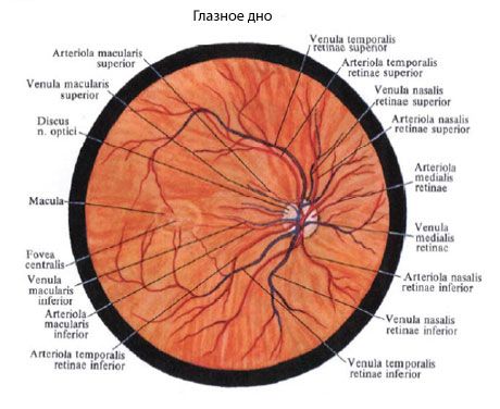 Fondo del ojo