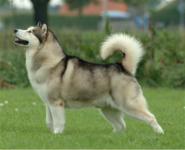 Malamute gigante de Alaska