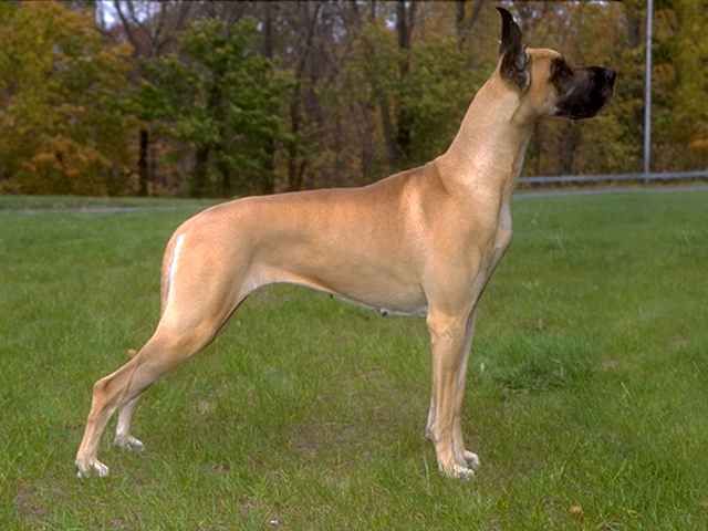 perro danés