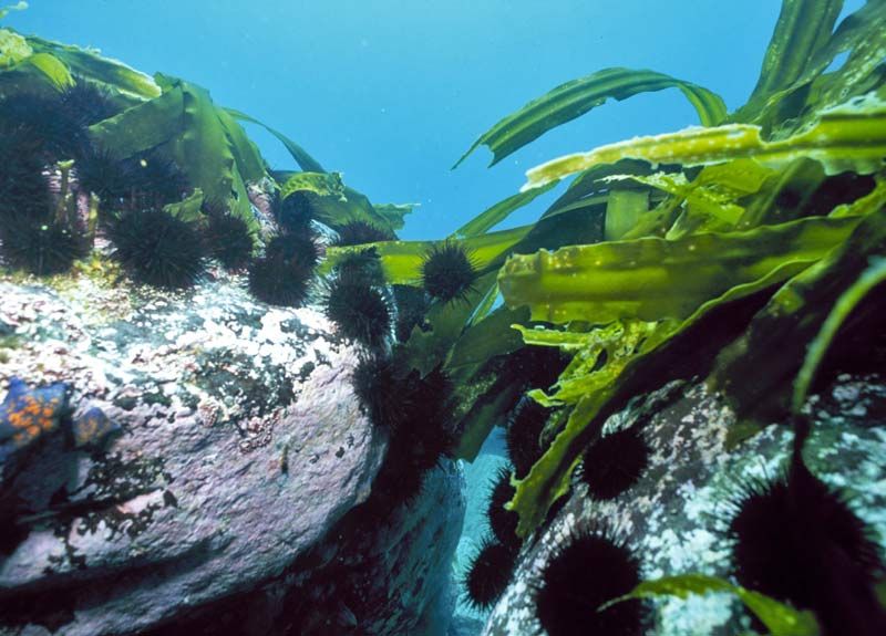 Si se restablece la población de nutrias marinas, éstas, a su vez, reducirán el número de erizos de mar, lo que significa que habrá más algas marinas.