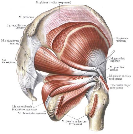 Músculos de los glúteos (glúteo medio)